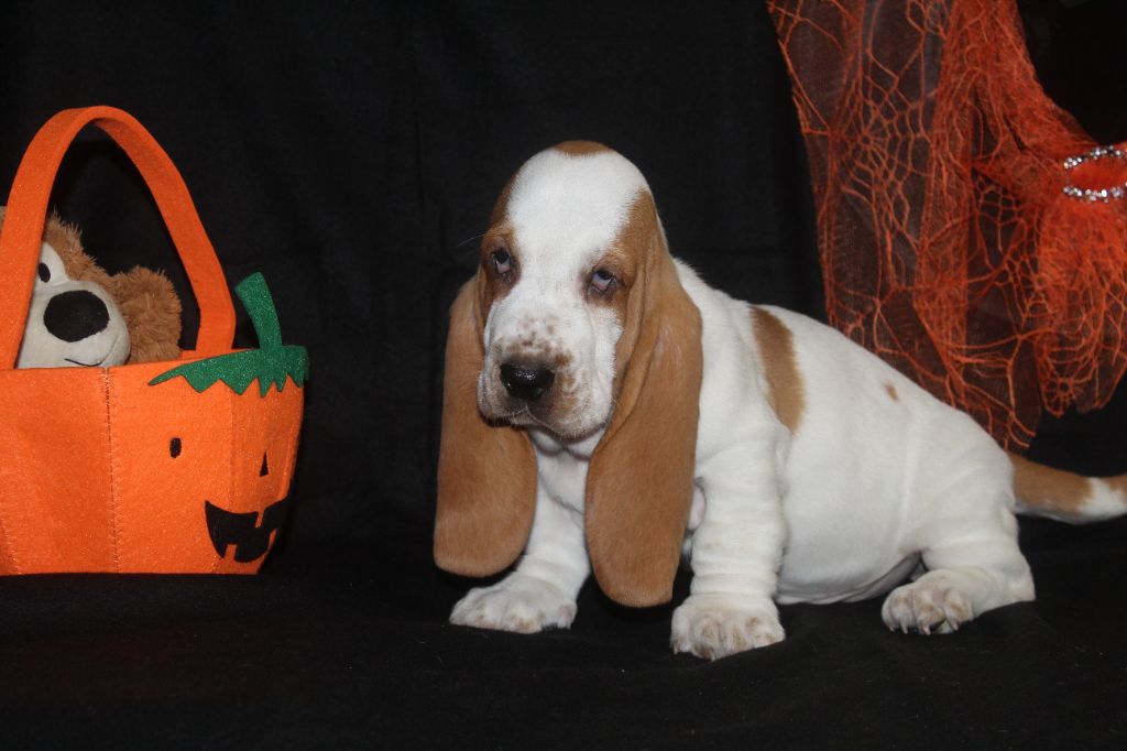 De La Flamme Sacrée D'Hestia - Chiots disponibles - Basset Hound
