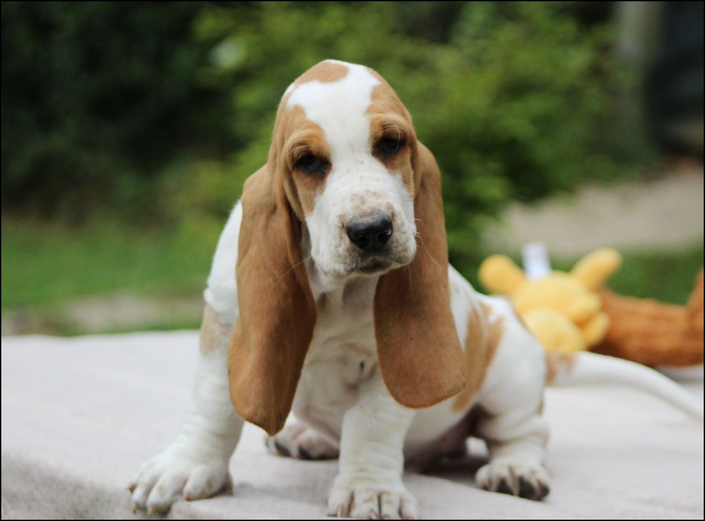 De La Flamme Sacrée D'Hestia - Chiots disponibles - Basset Hound