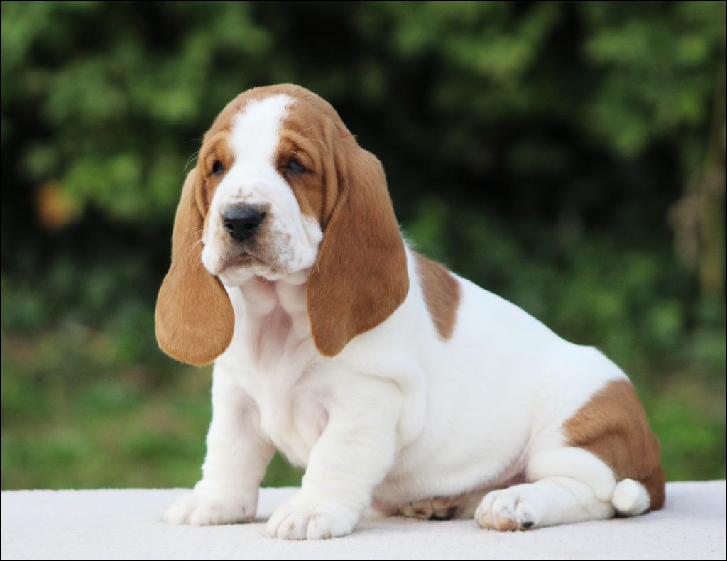 De La Flamme Sacrée D'Hestia - Chiots disponibles - Basset Hound