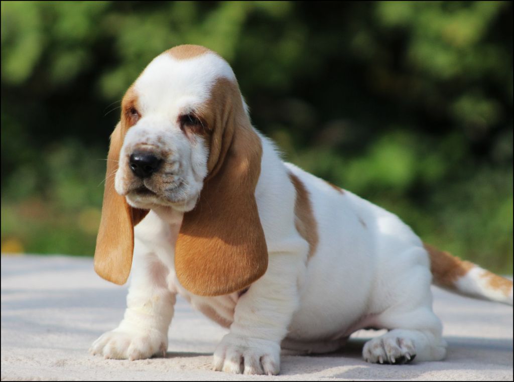 De La Flamme Sacrée D'Hestia - Chiots disponibles - Basset Hound