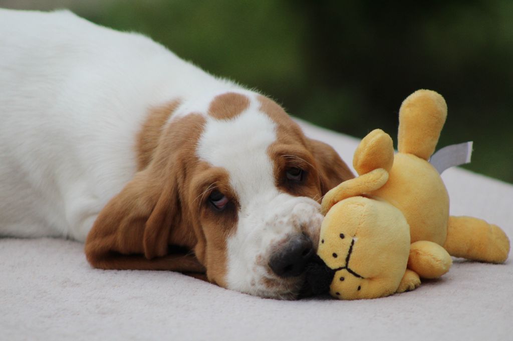 De La Flamme Sacrée D'Hestia - Chiots disponibles - Basset Hound
