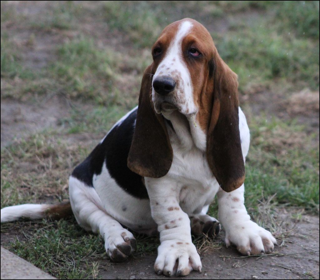 De La Flamme Sacrée D'Hestia - Chiots disponibles - Basset Hound