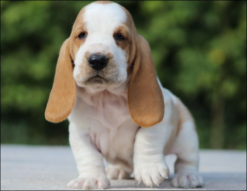 De La Flamme Sacrée D'Hestia - Chiots disponibles - Basset Hound