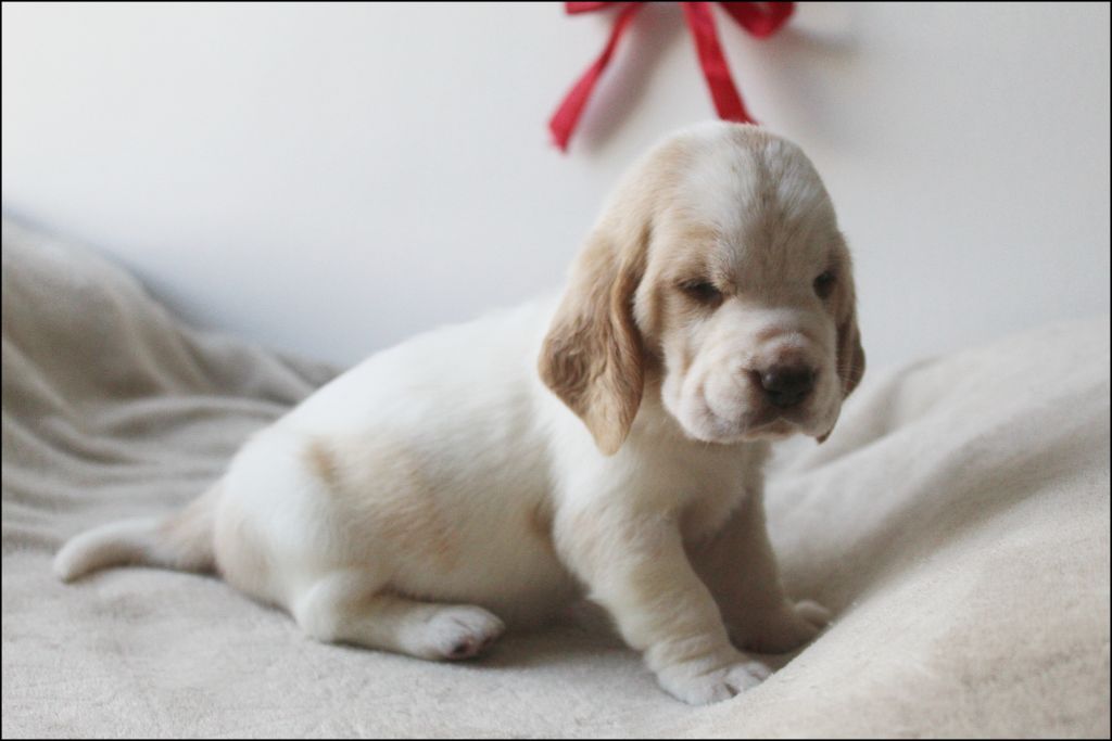 De La Flamme Sacrée D'Hestia - Chiots disponibles - Basset Hound