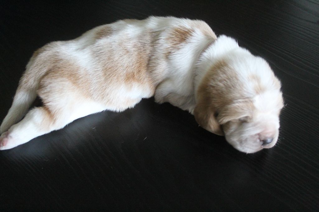 De La Flamme Sacrée D'Hestia - Chiots disponibles - Basset Hound