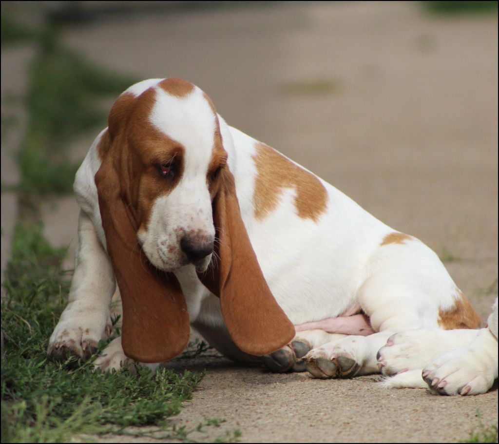 De La Flamme Sacrée D'Hestia - Chiots disponibles - Basset Hound