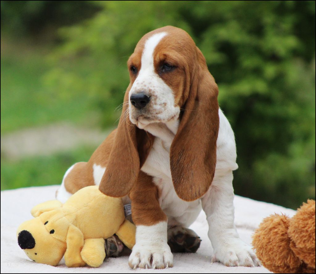 De La Flamme Sacrée D'Hestia - Chiots disponibles - Basset Hound