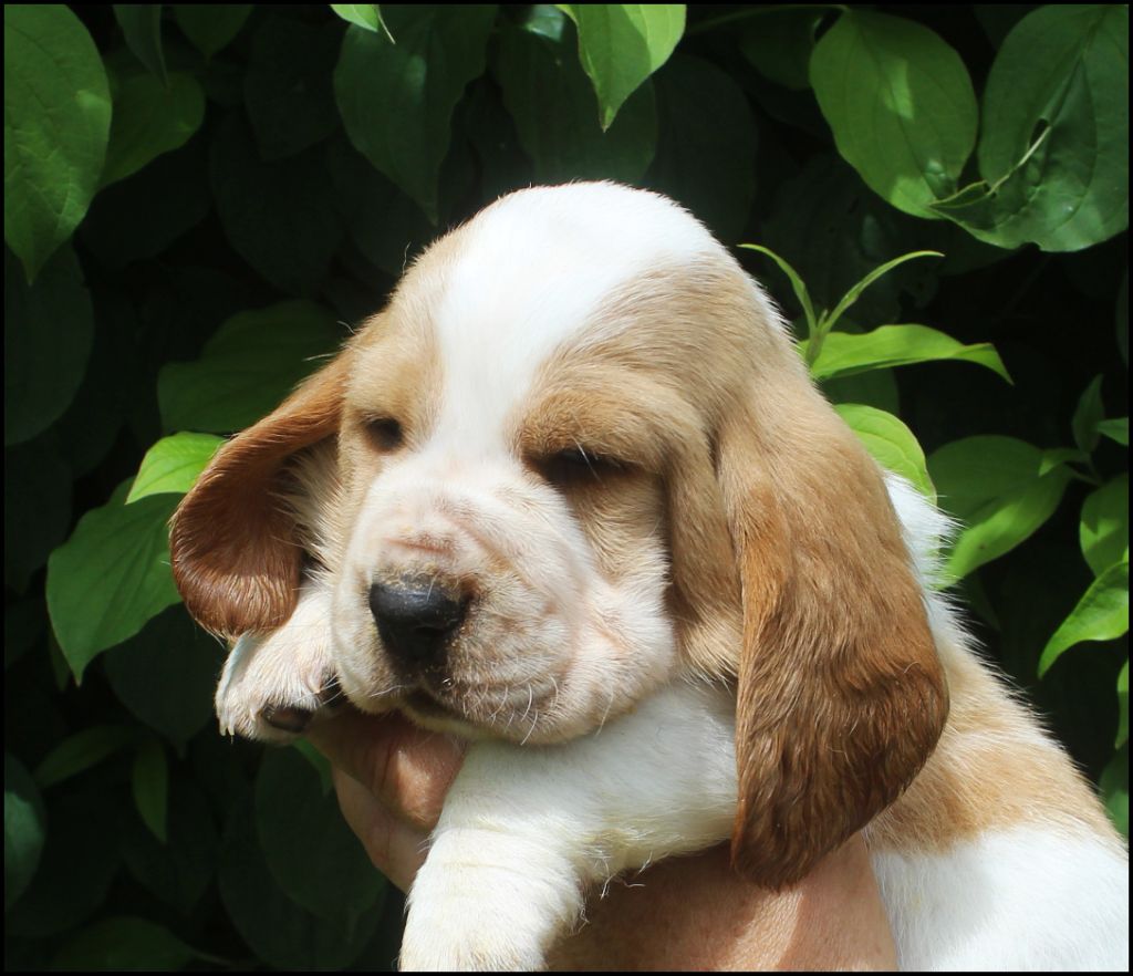 De La Flamme Sacrée D'Hestia - Chiots disponibles - Basset Hound