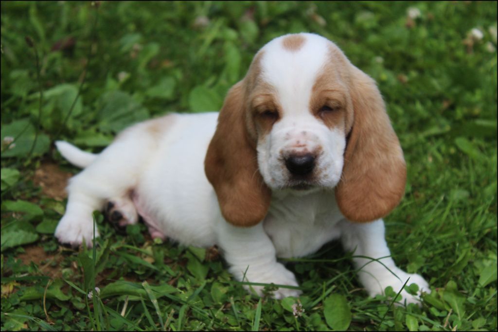De La Flamme Sacrée D'Hestia - Chiots disponibles - Basset Hound