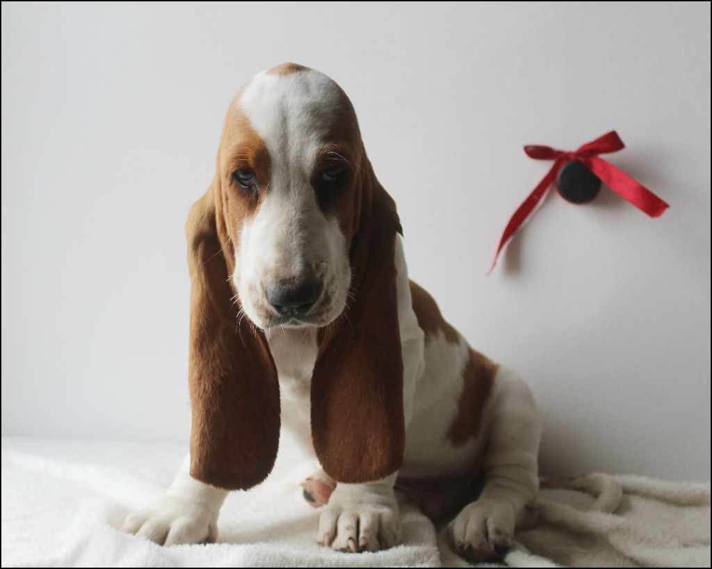 De La Flamme Sacrée D'Hestia - Chiots disponibles - Basset Hound