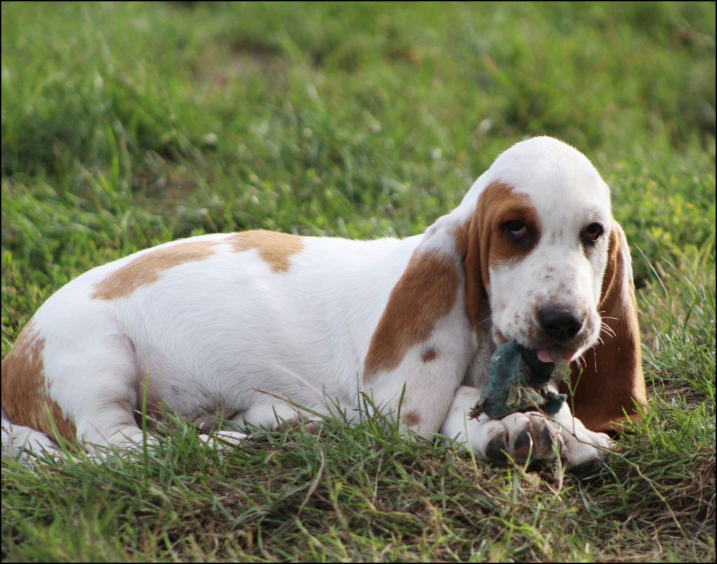 De La Flamme Sacrée D'Hestia - Chiots disponibles - Basset Hound