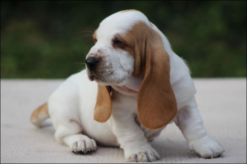 De La Flamme Sacrée D'Hestia - Chiots disponibles - Basset Hound