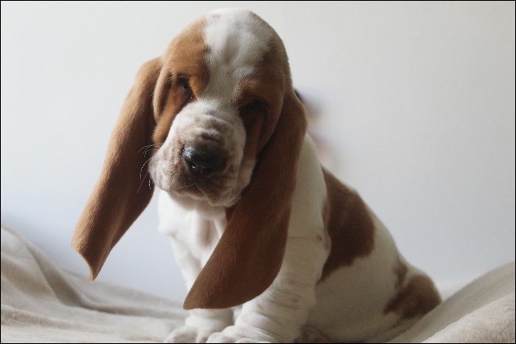 De La Flamme Sacrée D'Hestia - Chiots disponibles - Basset Hound