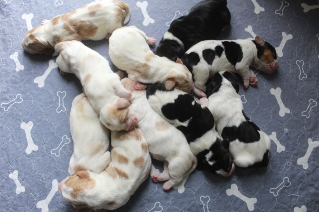 Chiot Basset Hound De La Flamme Sacrée D'Hestia